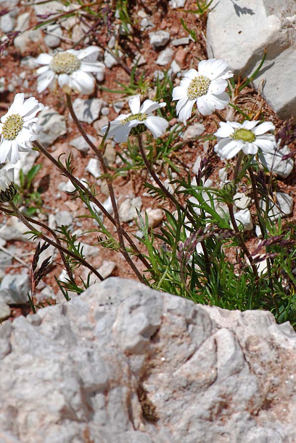 Achillea barrelieri subsp. oxyloba /Millefoglio dei macereti